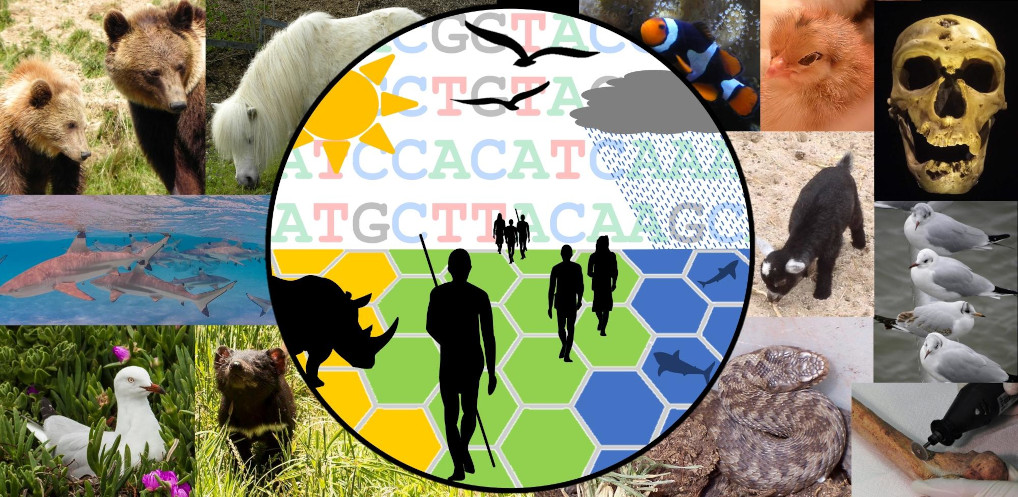 Logo for the Evolutionary Ecology Group, Department of Zoology, University of Cambridge